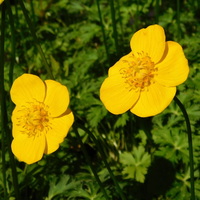 Trollius farreri farreri